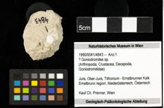 Foto (Objekt + Etiketten) von ? Goniodromites sp. 